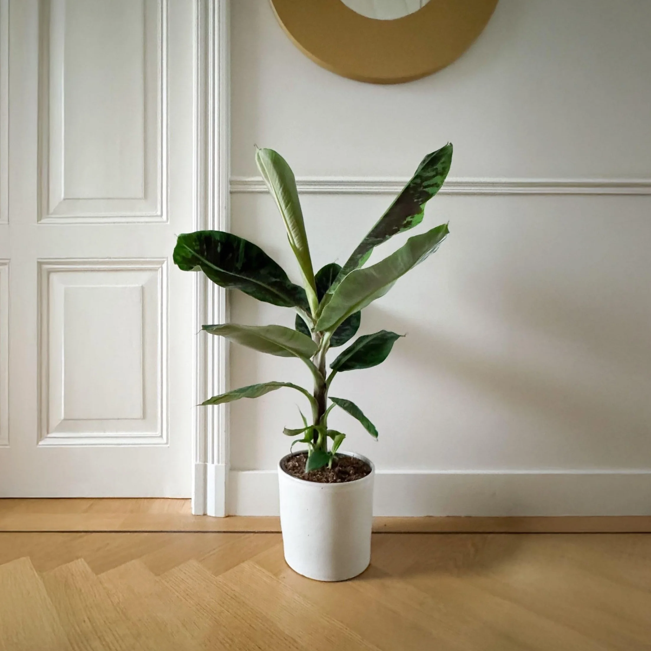 Musa 'Darf Cavendish' Bananowiec Doniczka 21cm Wysokość 90-100cm