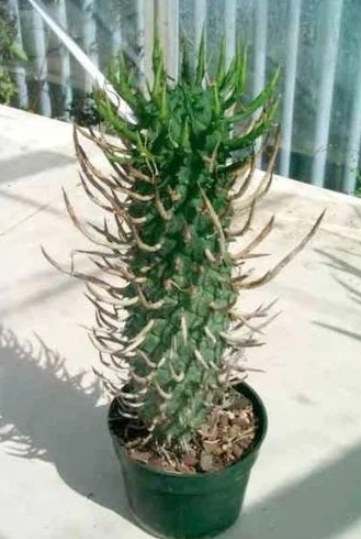 Euphorbia Schoenlandii 10 semi