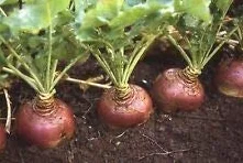 Fresh Seeds Swede Ruby 150 Seeds Disease Resistant Verdure Frutta