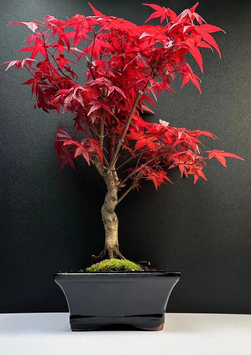 Bonsai z ceramiczną doniczką - 20 cm miska ok. 6 lat, Acer Deshojo/japoński klon wachlarzowy - Acer (klon) Bonsai/Ligustrum, Ficus, Carmona, Podocarpus, chiński elm - ok. 9-11 lat