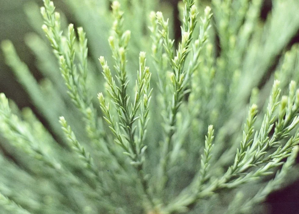 SAFLAX Sekwoja 50 Nasiona Sequoiadendron gigantea