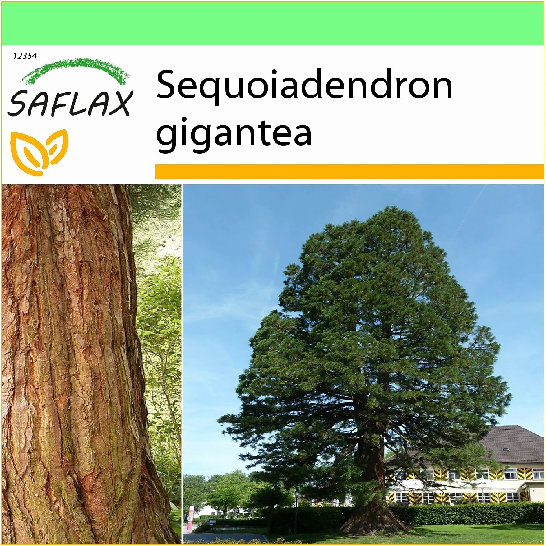 SAFLAX Sekwoja 50 Nasiona Sequoiadendron gigantea