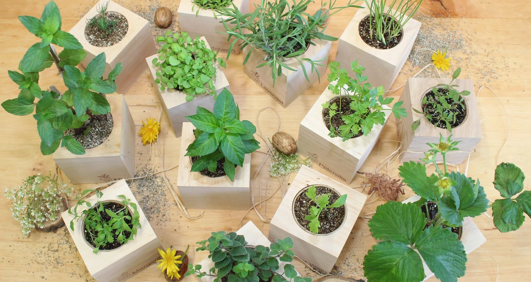 Feel Green Ecocube Zestaw do Uprawy, Wielokolorowy, 1 Zestaw