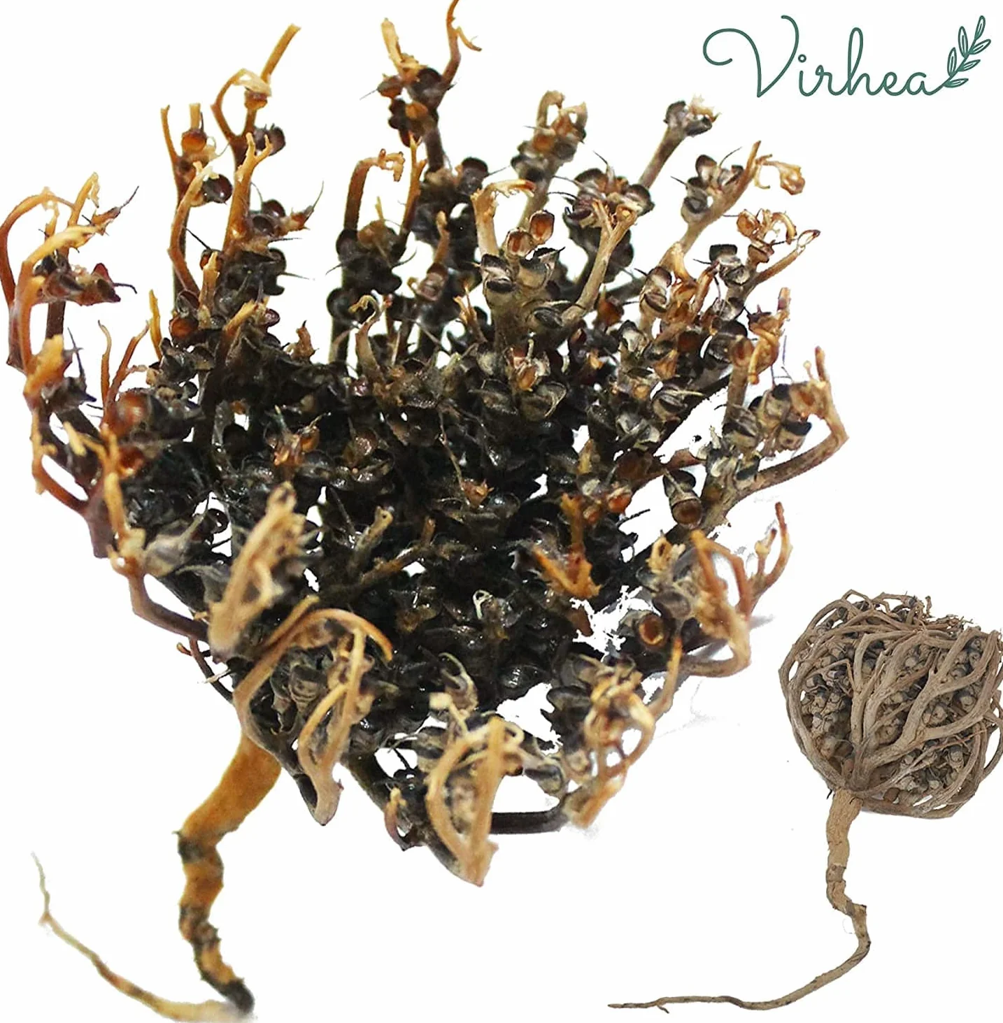 Rose de Jericho Chajarat Mariam x8 - Roślina promująca płodność