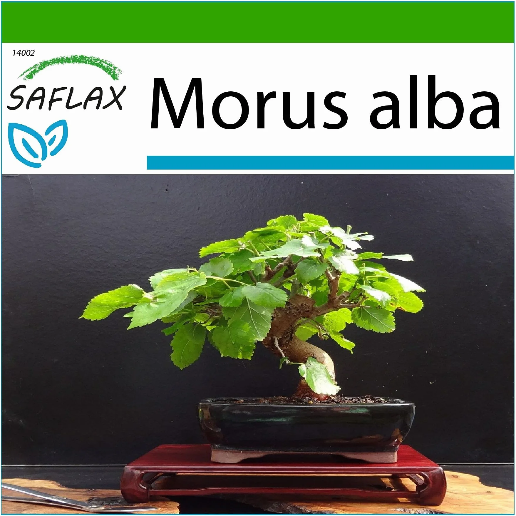 SAFLAX Bonsai Drzewo Morwy Białej 200 Nasiona Morus alba