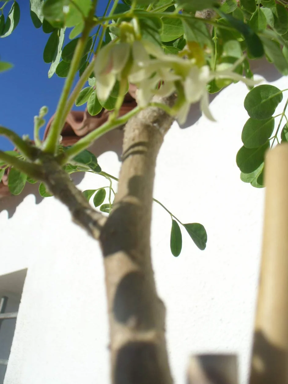 Moringa oleifera drzewo rzodkiewki morskiej, 1 młode drzewko o wysokości ok. 85–130 cm, szybko rosnące drzewo zdrowia