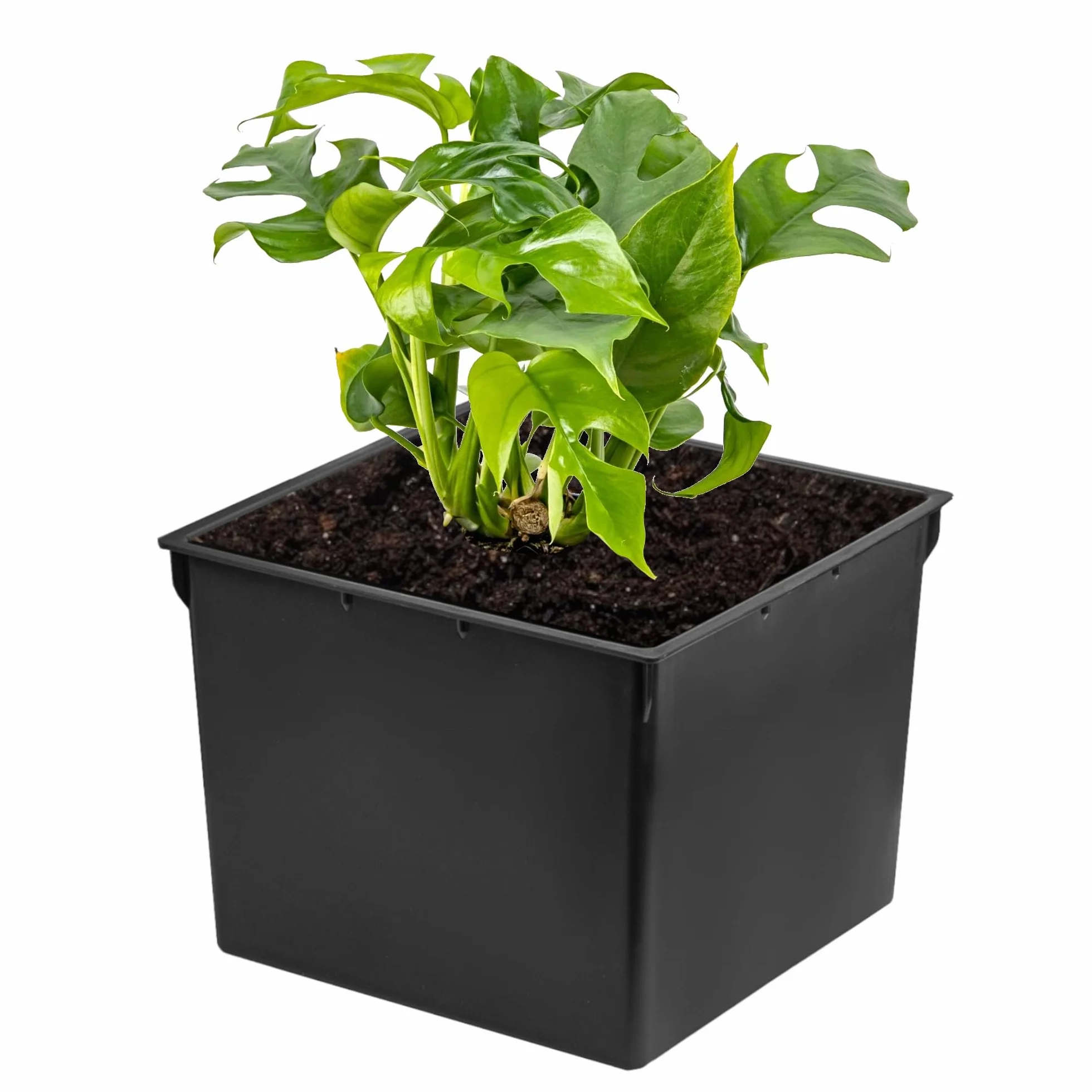Prosperplast Wymienna kwadratowa doniczka 17x17 cm 3 l czarna