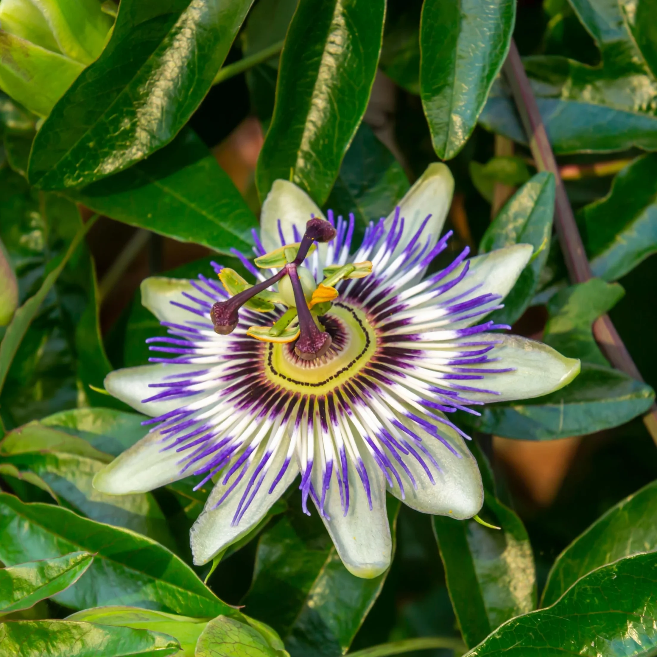 Plant in a Box - Passiflora - Męczennica - Zestaw 6 sztuk - 3 różne kolory - Rośliny Mrozoodporne - Doniczka 9cm - Wysokość 25-40cm