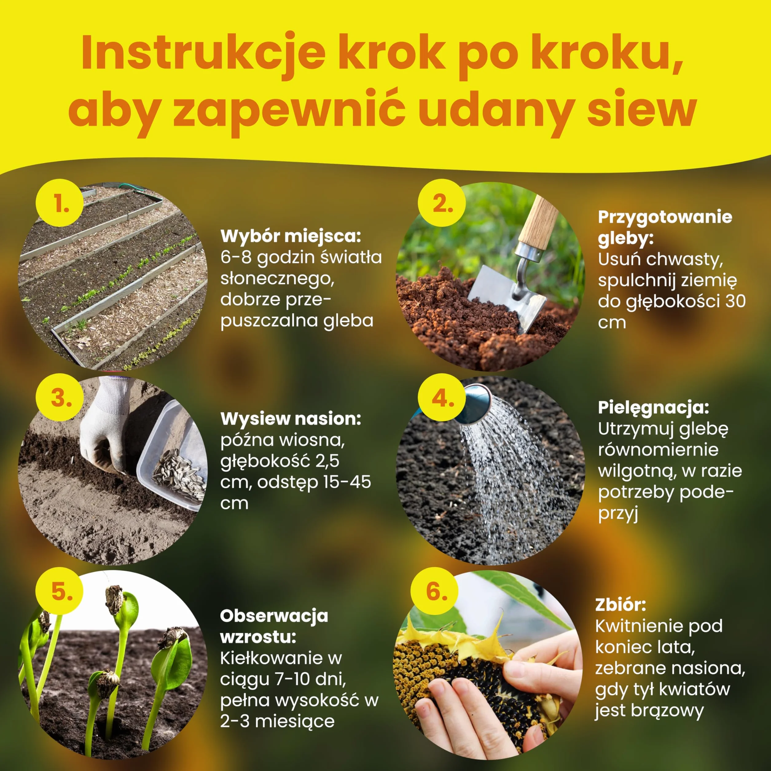 LERAVA Zestaw Nasion Słonecznika 4 odmiany Wysoki Żółty Gigant Czerwony Gigant Karłowaty Ozdobny Sungold Teddy