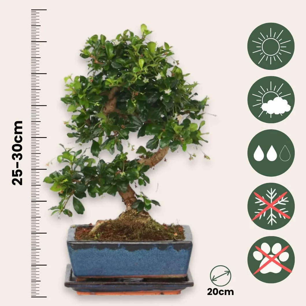 Bonsai Carmona microphylla Drzewko herbaciane Fukien 20-30cm Doniczka 20cm