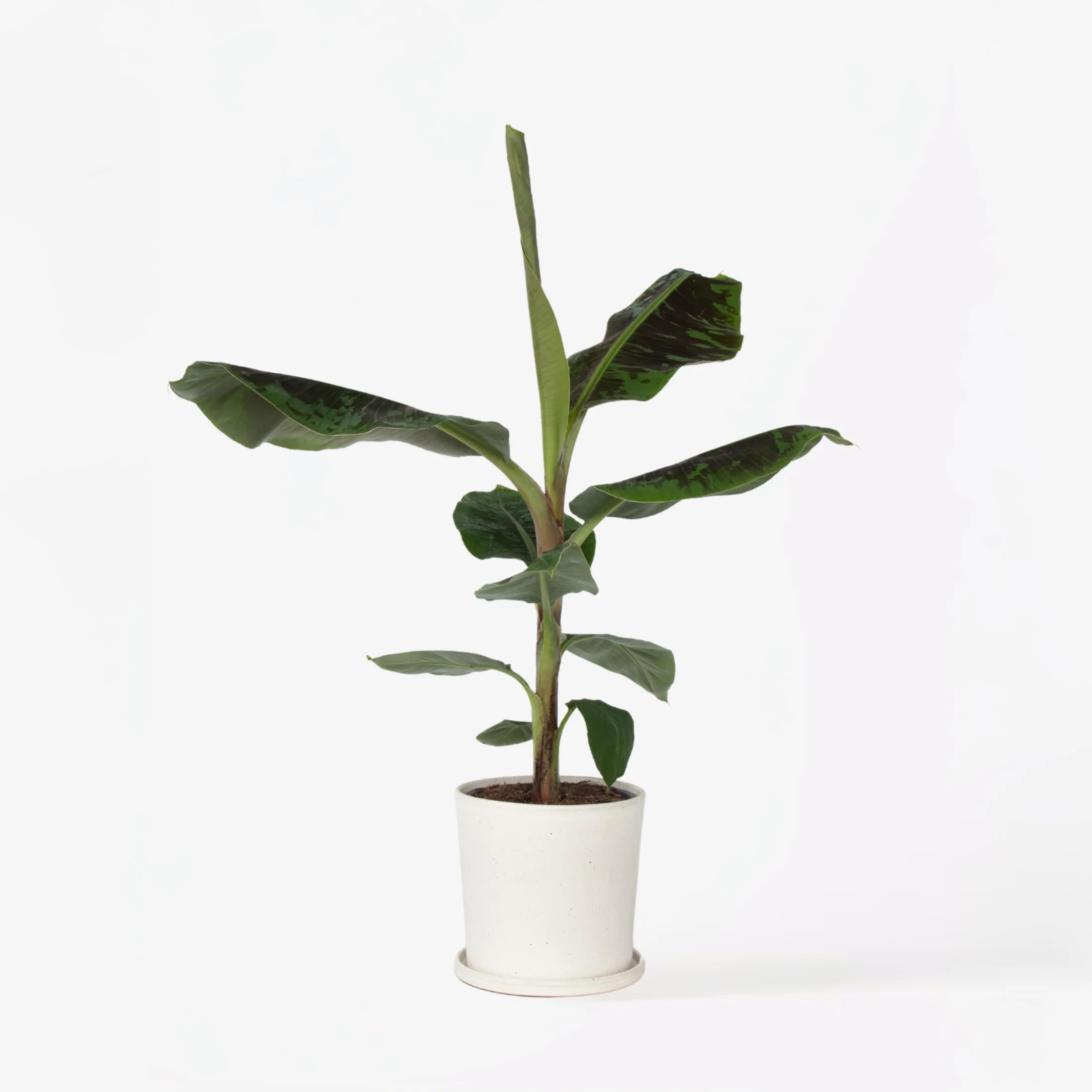 Musa 'Darf Cavendish' Bananowiec Doniczka 21cm Wysokość 90-100cm
