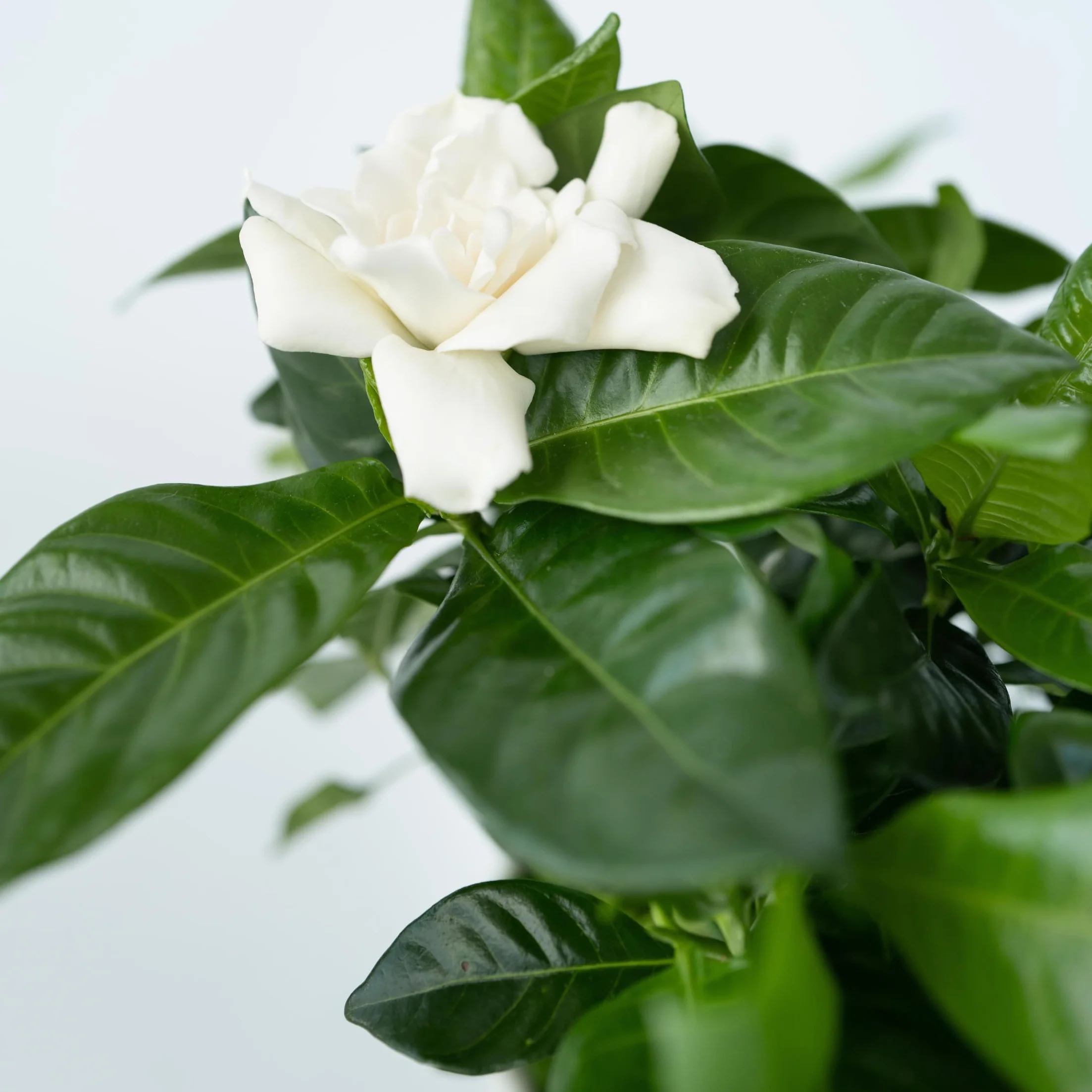 Gardenia Jaśminowata Zestaw 2 sztuk Roślina domowa Doniczka 13cm Wysokość 20-30cm