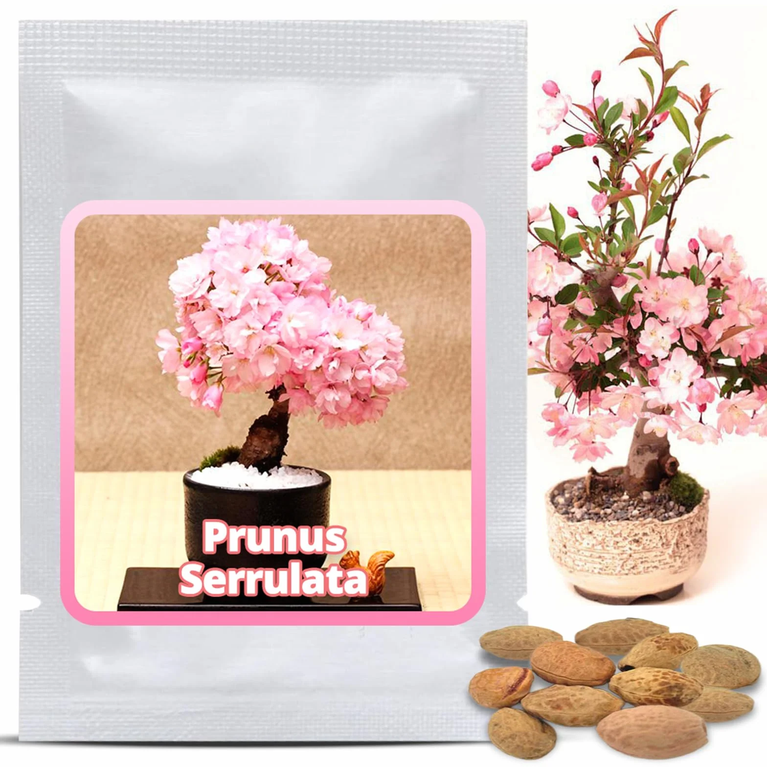 Magic of Nature Wiśnia Japońska 10 Szt - Nasiona Sakura Kwiaty - Drzewo Mrozoodporne Wieloletnie - Różowy Sen do Ogrodu i Bonsai