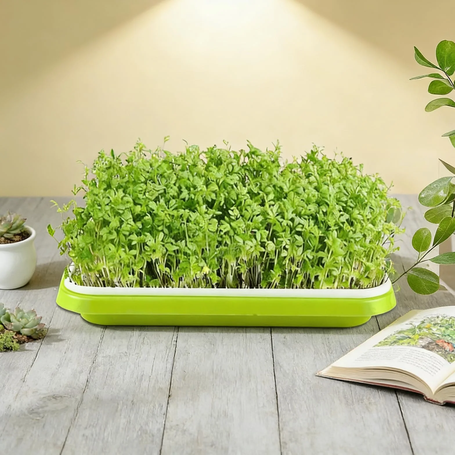 Zestaw misek do uprawy mikrogreens 22 cm, rzeżucha, kiełki