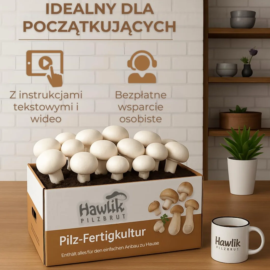Hawlik Pilzbrut Grzybnia Duży zestaw do uprawy grzybów białych