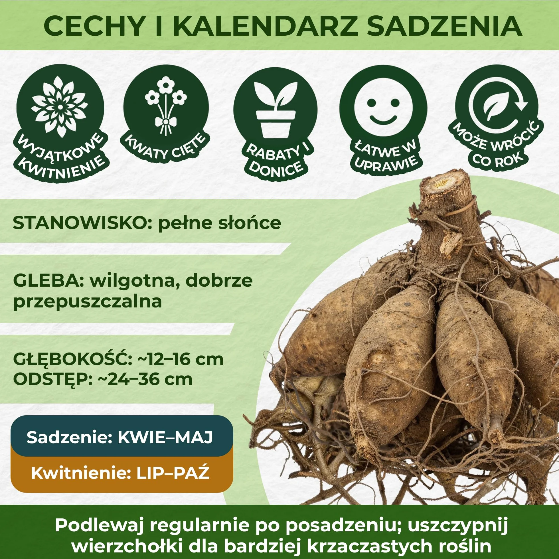 DinnerPlate Kolekcja olbrzymich bulw dalii, mieszanka 5 odmian cebul kwiatowych dalii z Holandii, prawdziwe duże rośliny dalii do ogrodu i doniczek (bez nasion, nie sztuczne i odporne)