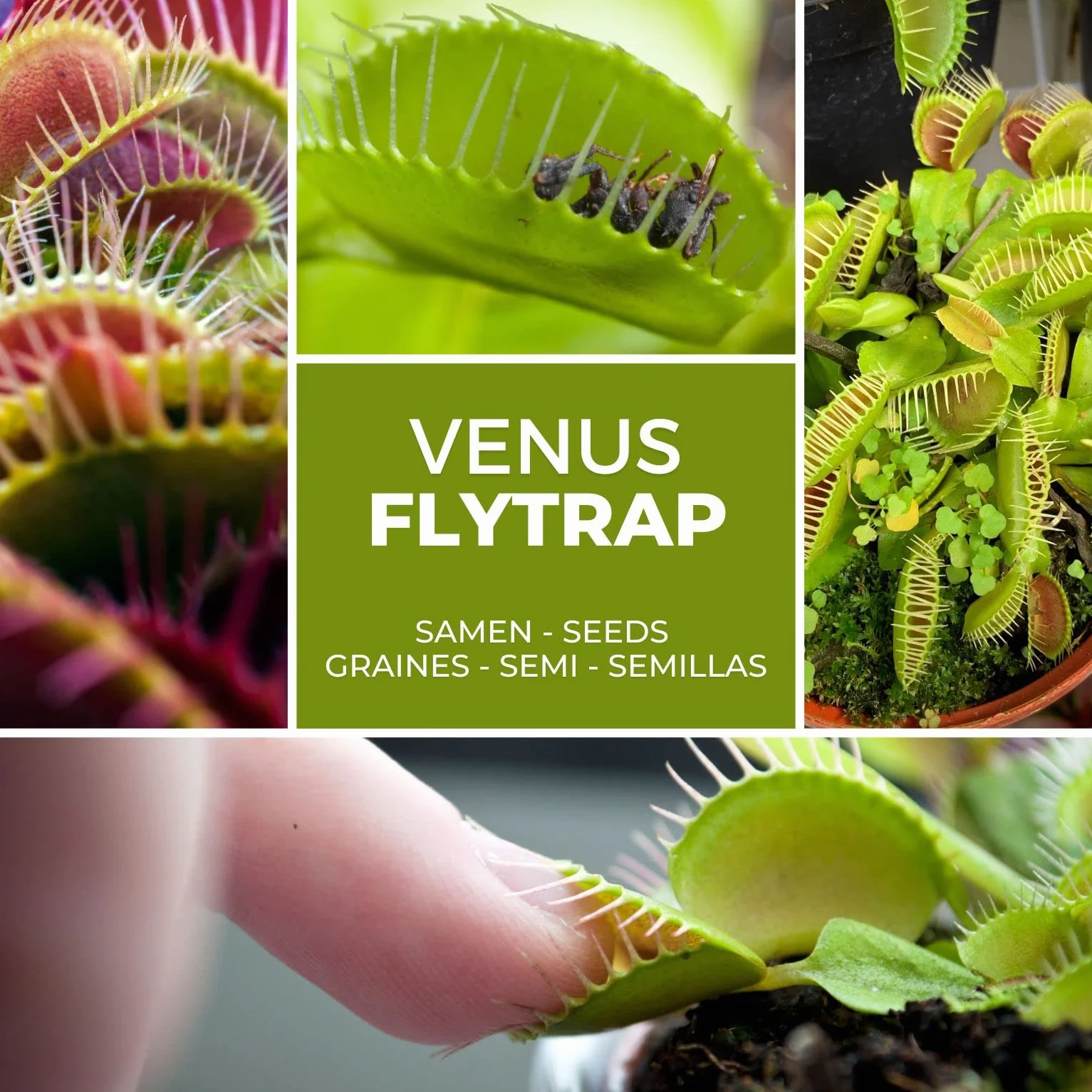 Dionaea muscipula Muchołówka amerykańska nasiona ok. 20 szt. Roślina owadożerna doniczkowa
