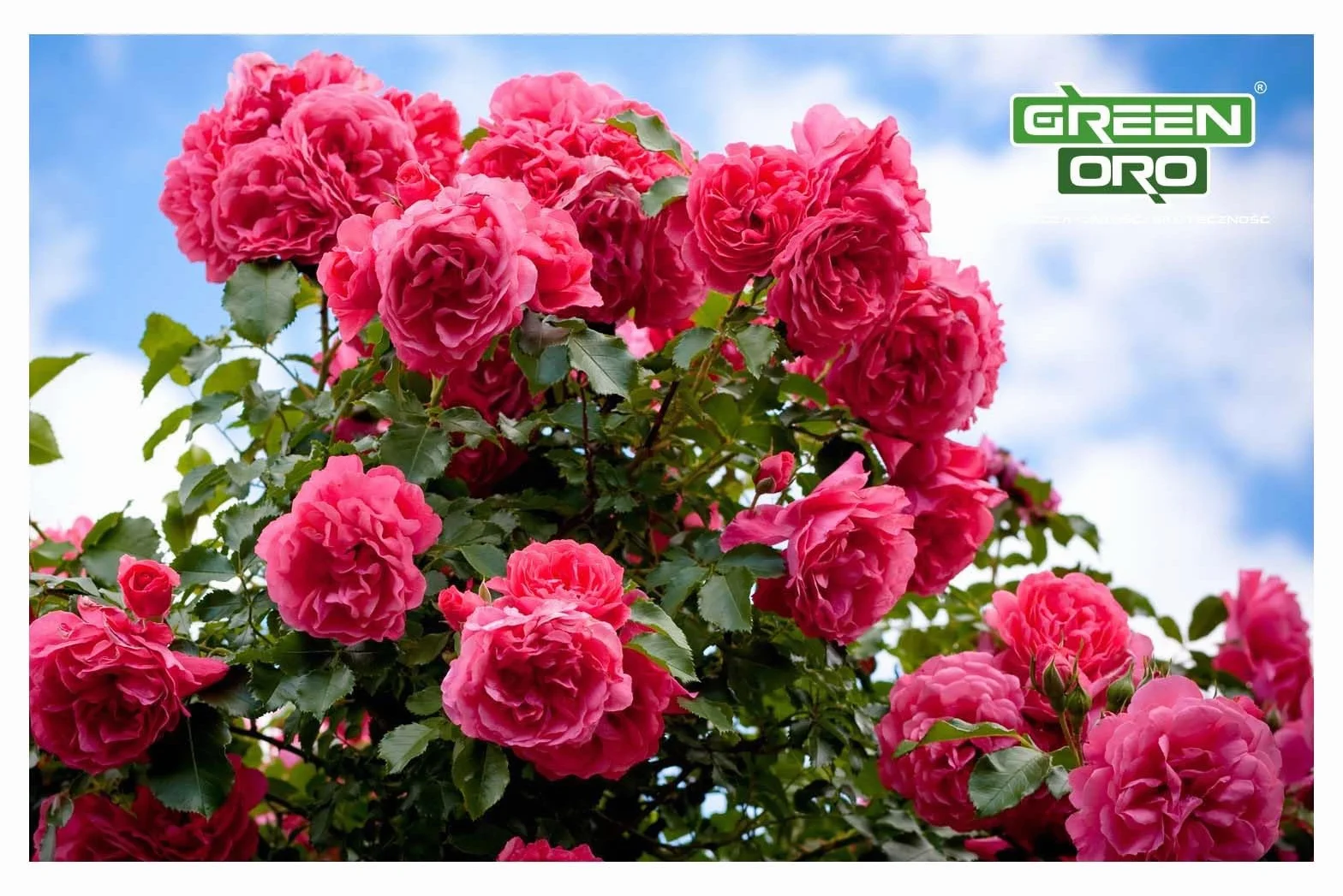 FLOWERS AKI 1,5KG - Jesienny nawóz idealny dla róż, kwiatów i roślin ozdobnych.