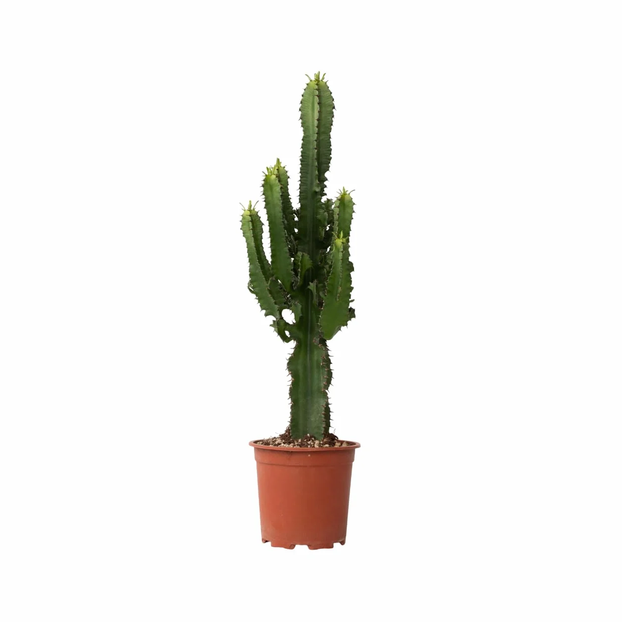 Euforbia Ingens Kaktus Cowboy Roślina domowa Doniczka 17cm Wysokość 50-60cm