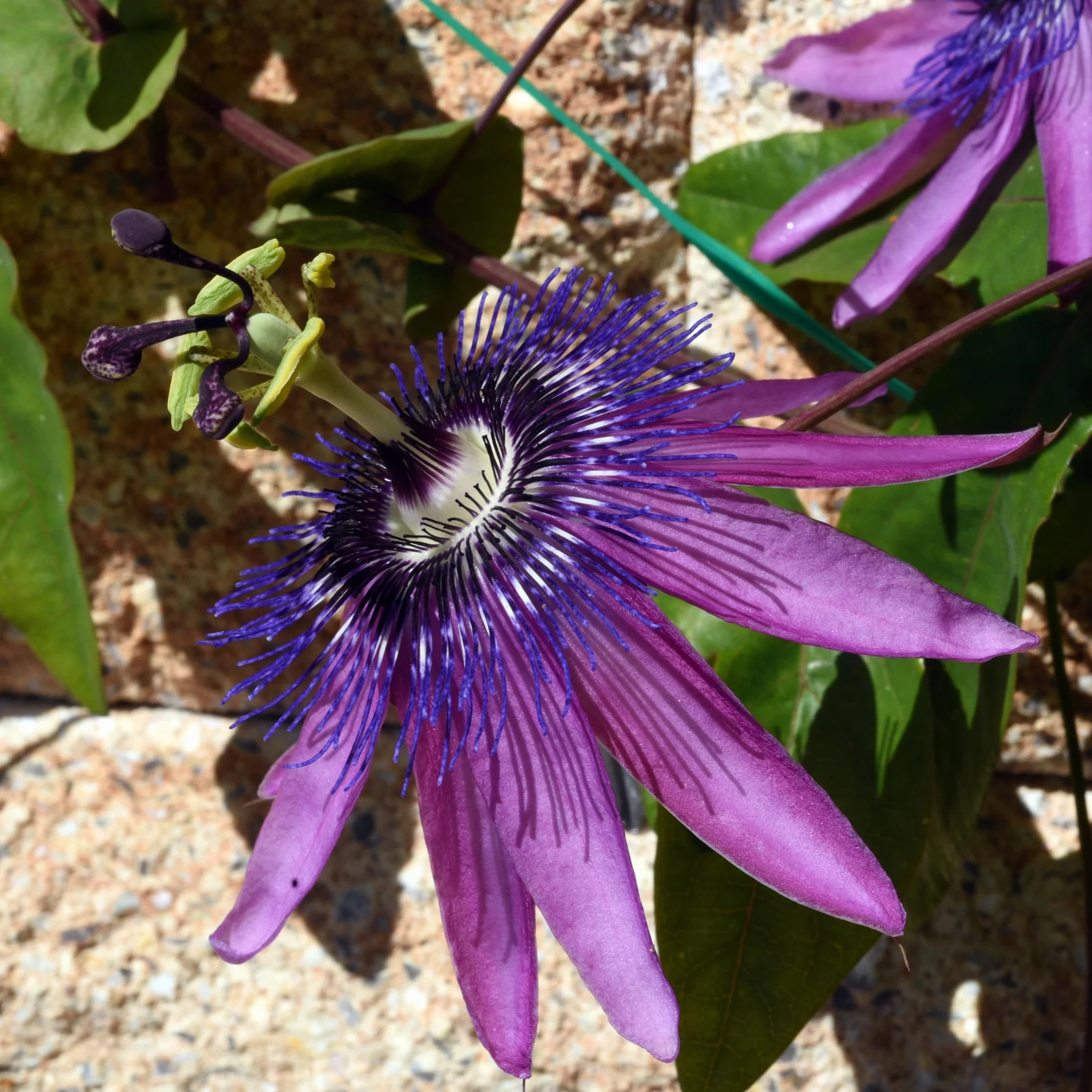 Plant in a Box - Passiflora - Męczennica - Zestaw 6 sztuk - 3 różne kolory - Rośliny Mrozoodporne - Doniczka 9cm - Wysokość 25-40cm