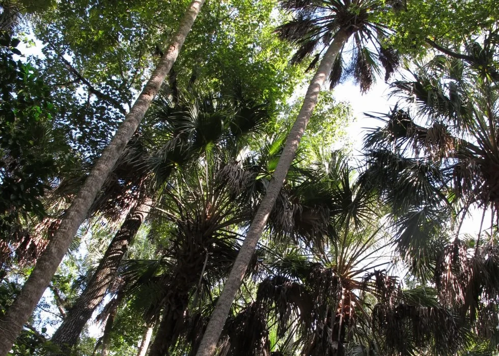 SAFLAX Palma Palmetto 8 Nasiona Sabal palmetto