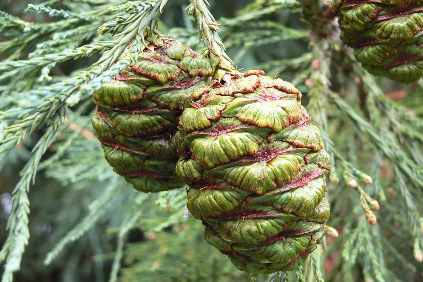 SAFLAX Sekwoja 50 Nasiona Sequoiadendron gigantea