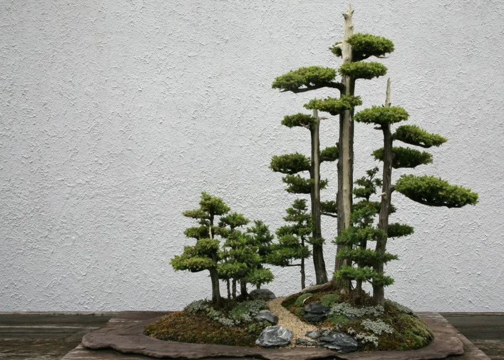 SAFLAX Bonsai Chiński Jałowiec Juniperus chinensis 30 Nasiona
