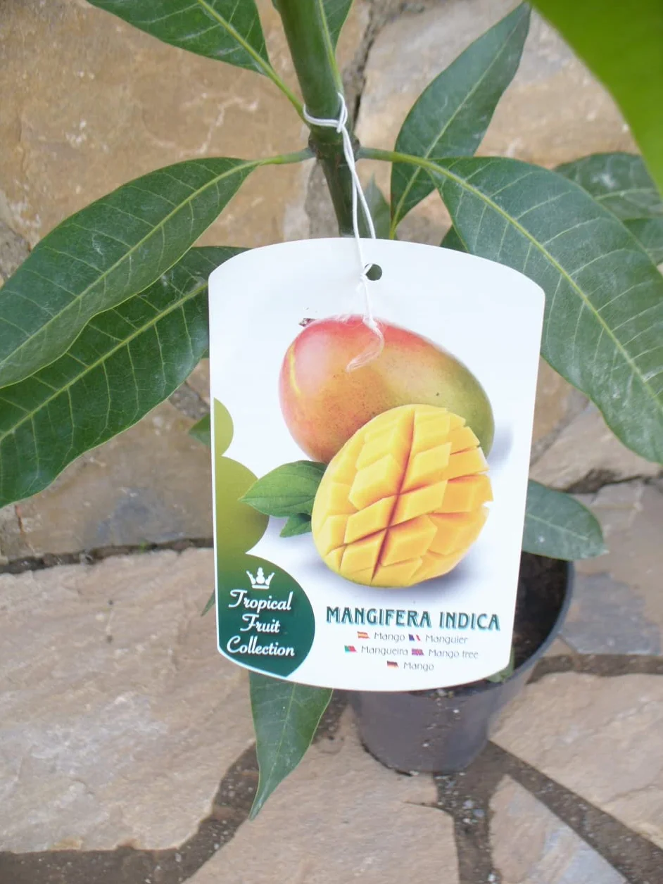 Drzewo mango Mangifera indica ok. 100-120 cm