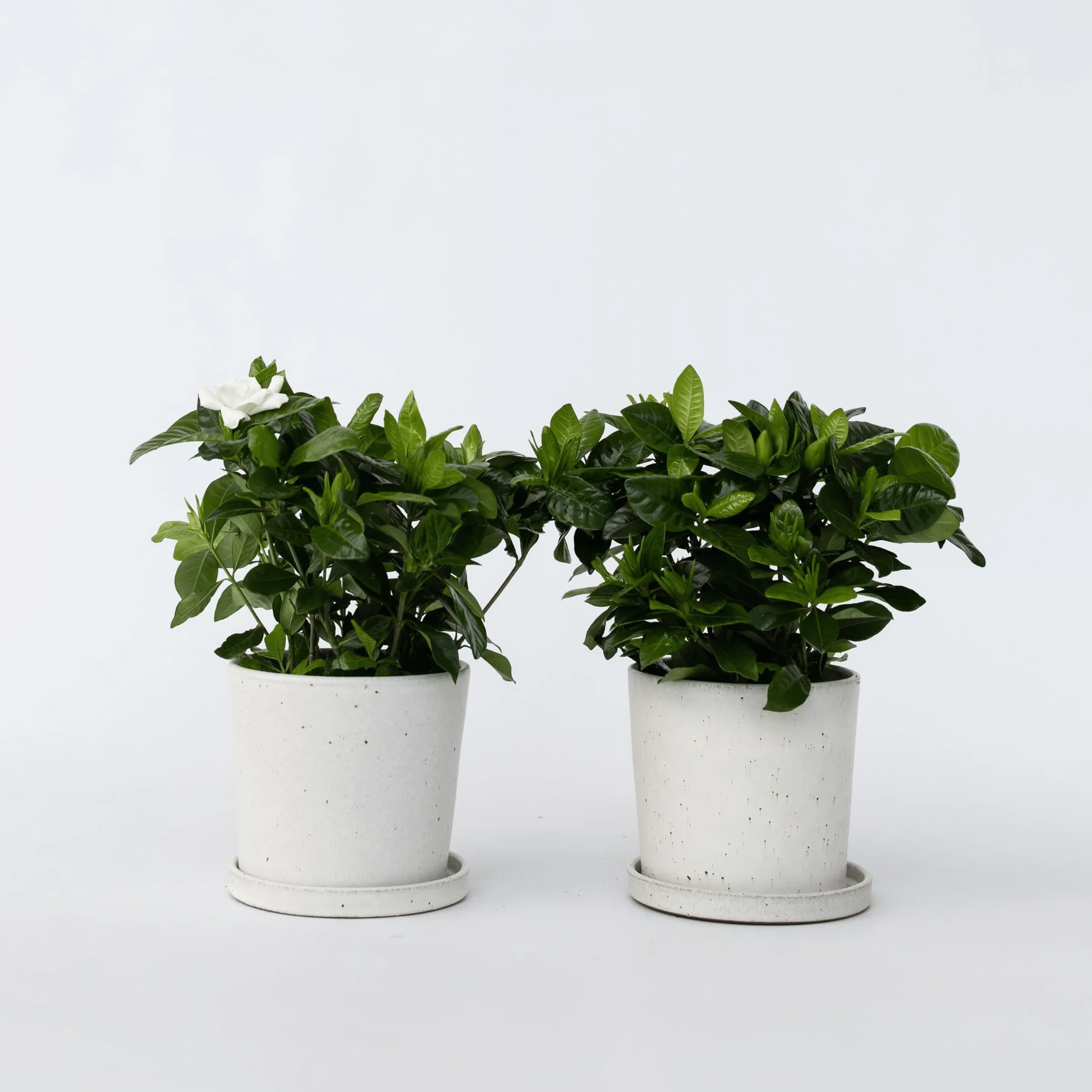 Gardenia Jaśminowata Zestaw 2 sztuk Roślina domowa Doniczka 13cm Wysokość 20-30cm