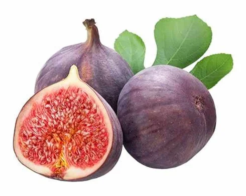 Figowiec "Brown Turkey" - Ficus carica, ok. 30 cm - średniowczesna odmiana, mrozoodporny, samopylny, idealny do ogrodu i balkonu
