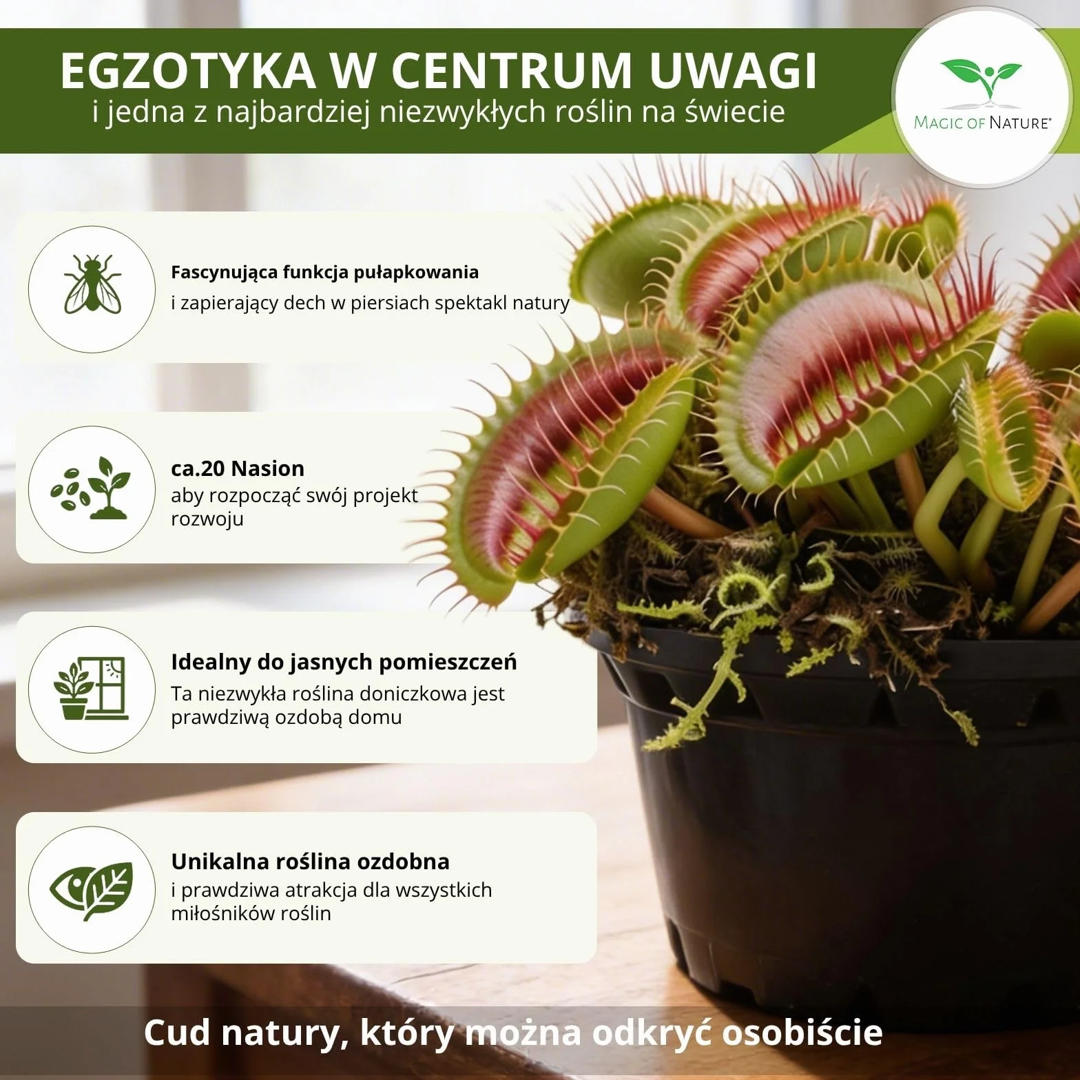 Dionaea muscipula Muchołówka amerykańska nasiona ok. 20 szt. Roślina owadożerna doniczkowa