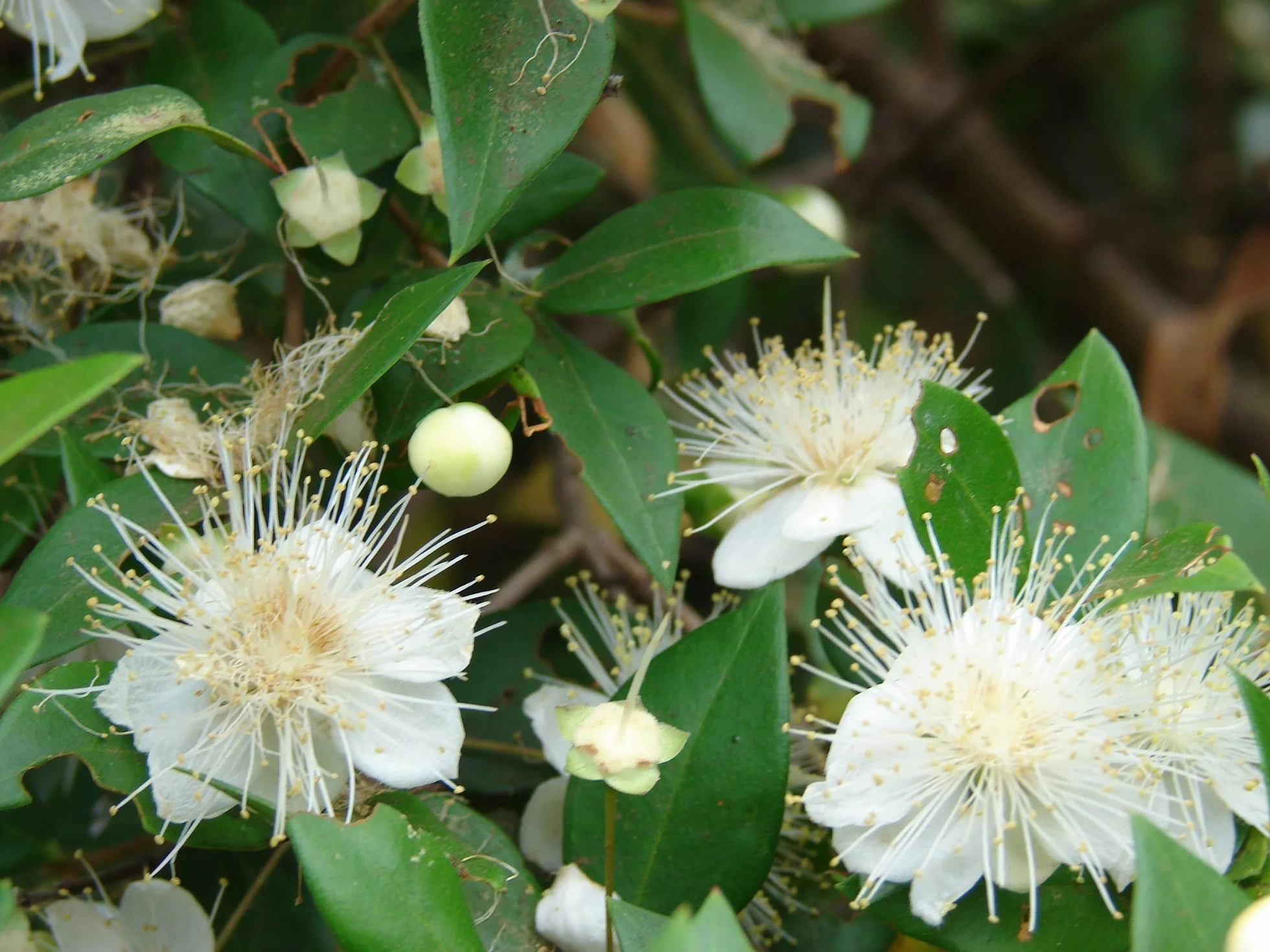 Nasiona mirtu (Myrtus Communis) - 100 sztuk