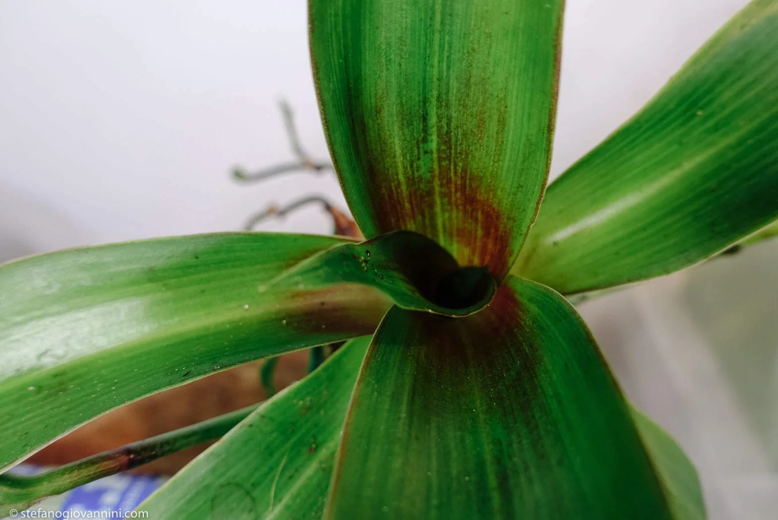 Callisia Fragrans 3X Seeds Germinazione Veloce Facile Coltivare Cestino