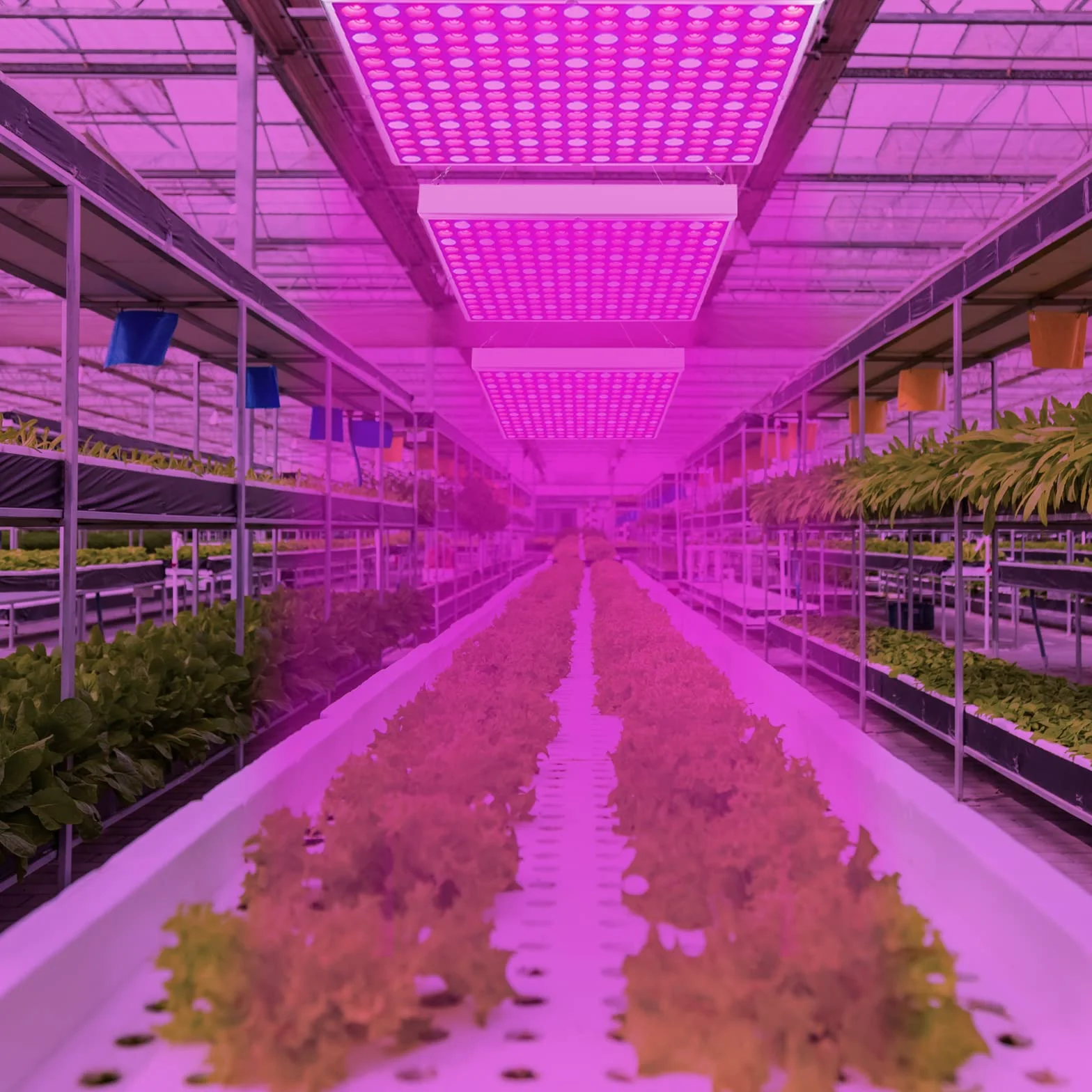 Randaco 2 szt. 45 W LED Grow Light Complete Spectrum, lampa ogrodnicza z 225 diodami LED czerwone i niebieskie światło, lampa roślinna do kiełkowania hydroponicznego