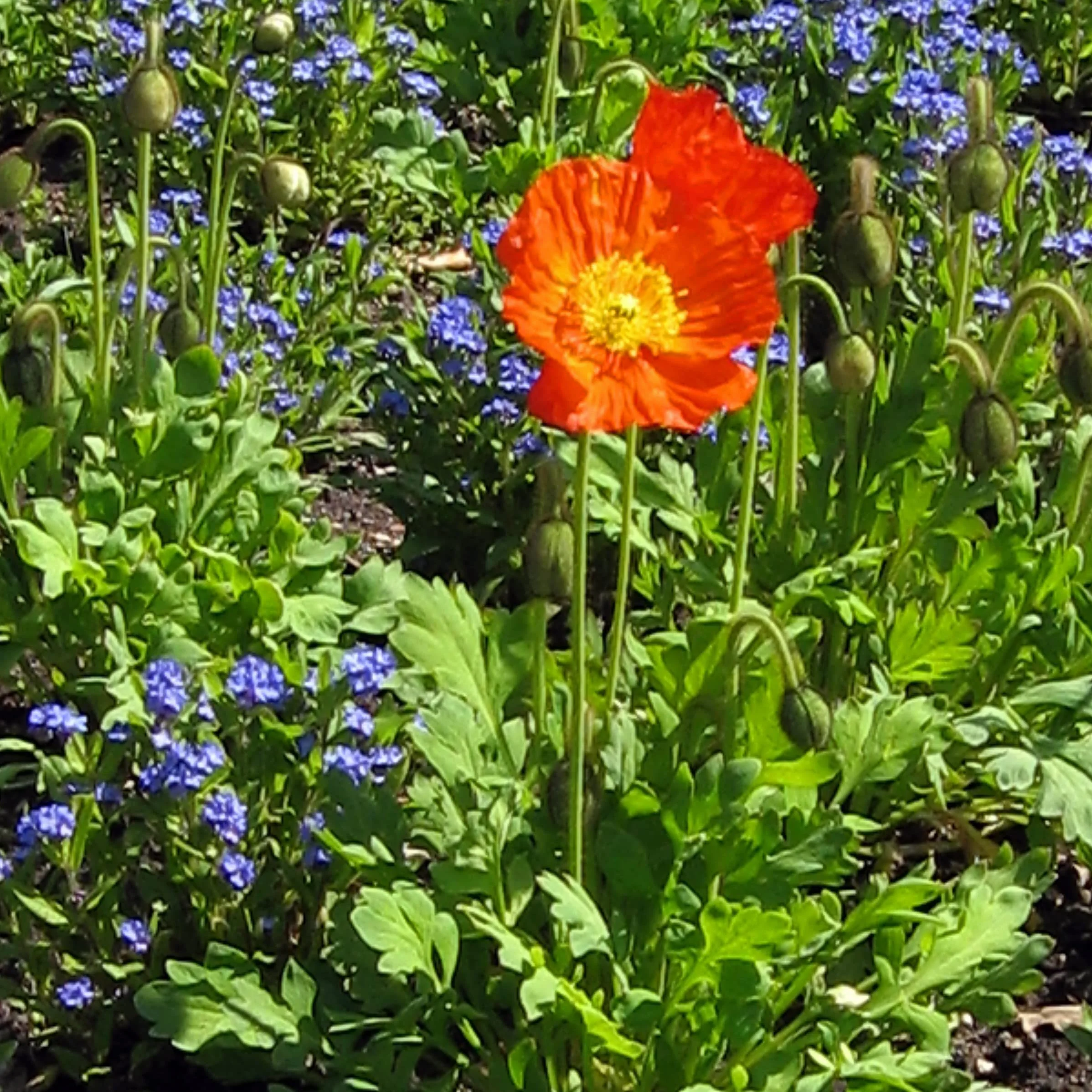 Mak islandzki (Papaver nudicaule) ok. 1200 nasion dwuletniej do wieloletniej byliny zielnej do ogrodu zbliżonego do naturalnego