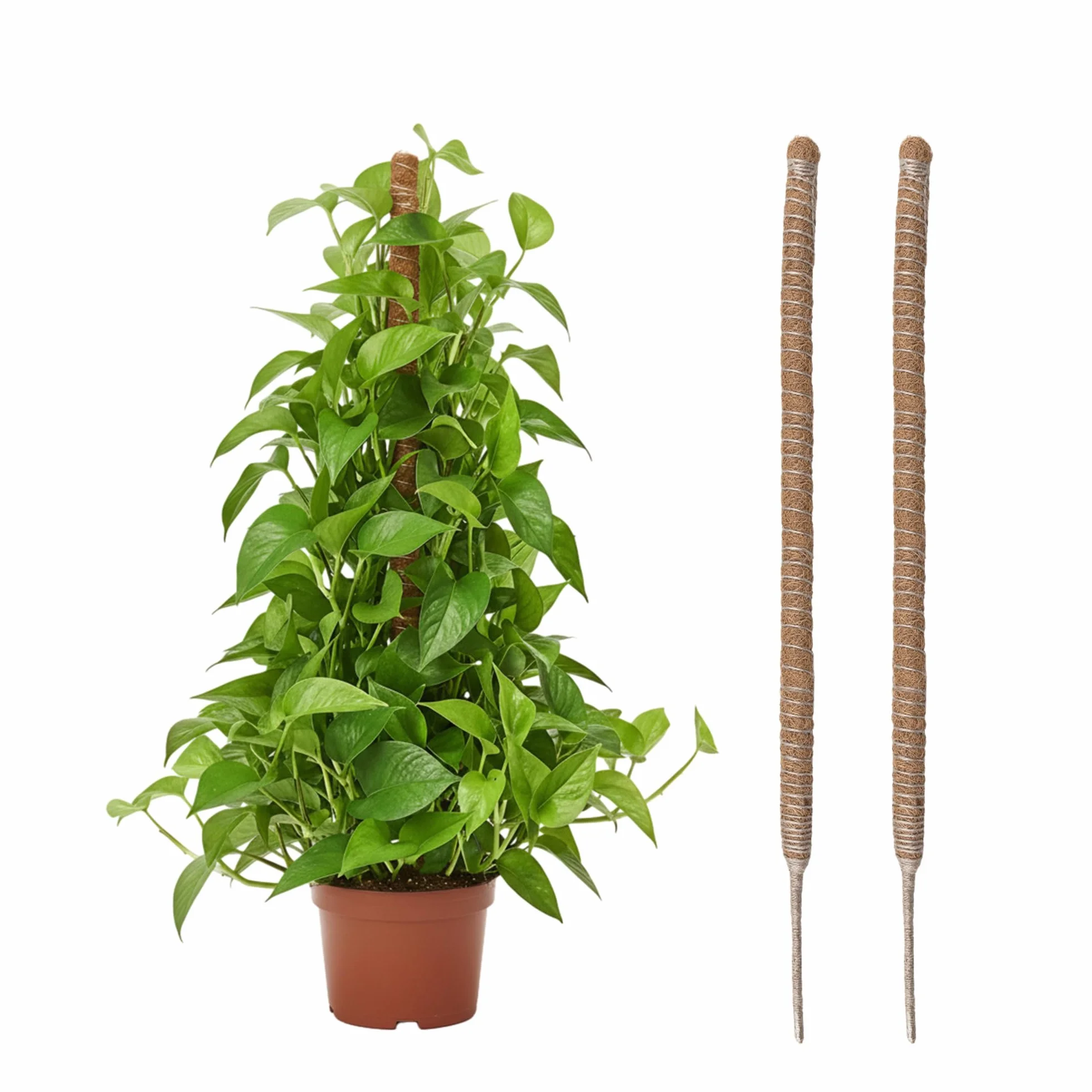 Wigearss 2 sztuki pałeczki piżmowe 60 cm, słupek kokosowy do pnącej monstery