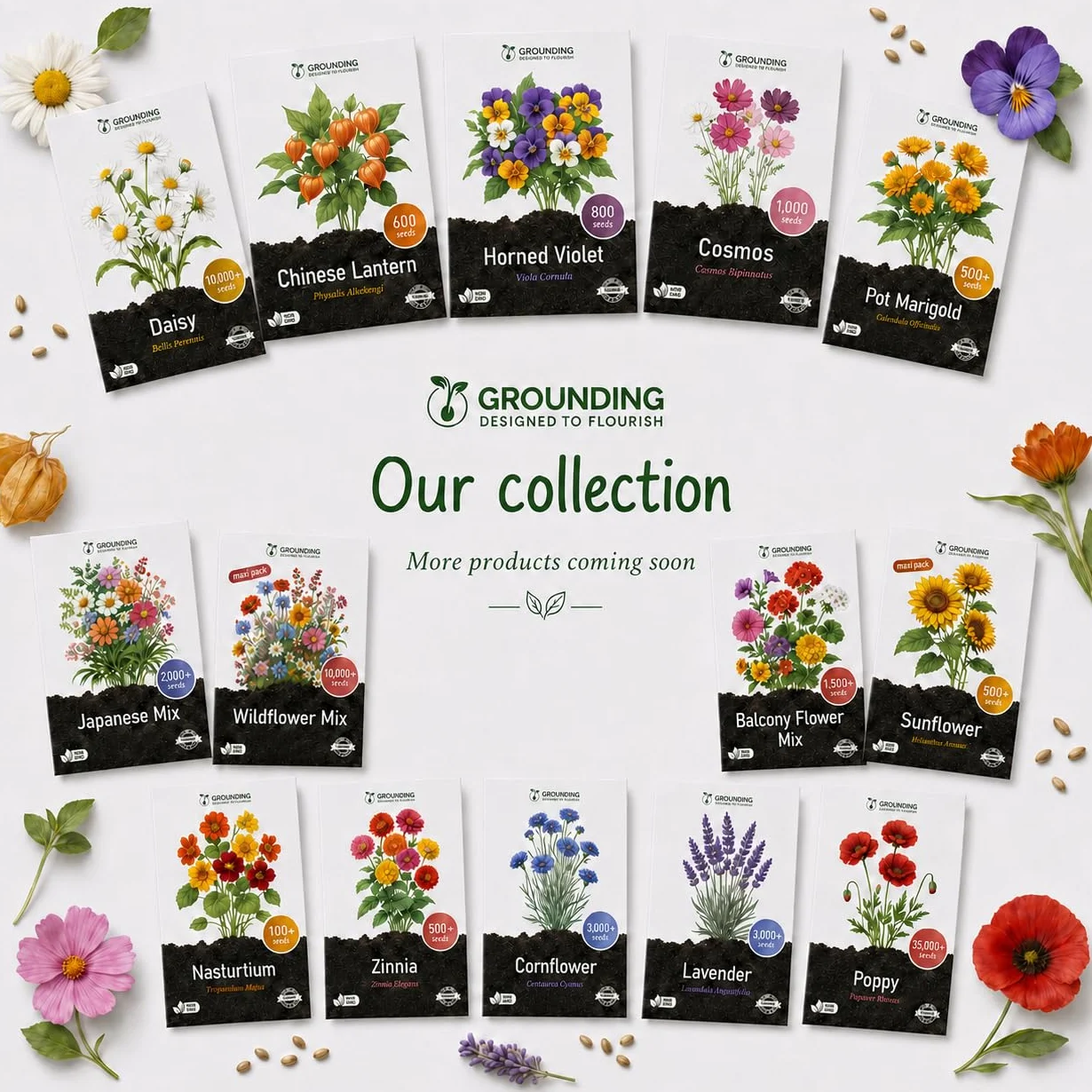 Cosmos bipinnatus Seeds Mix white pink fuchsia 1000 nasion wysokość 80-120 cm kwiaty cięte