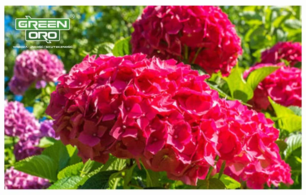 FLOWERS ACID 5KG Nawóz do hortensji i roślin kwasolubnych