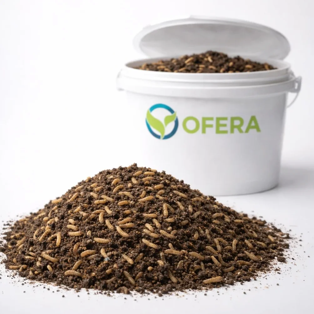 OFERA Black Soldier Fly BSF kolonia startowa larwy na muchy