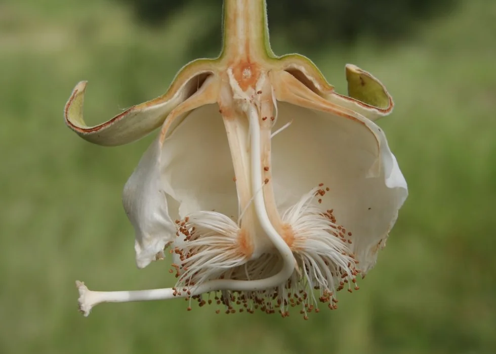 SAFLAX Adansonia digitata Afrykańskie Drzewo Baobabu 6 Nasiona