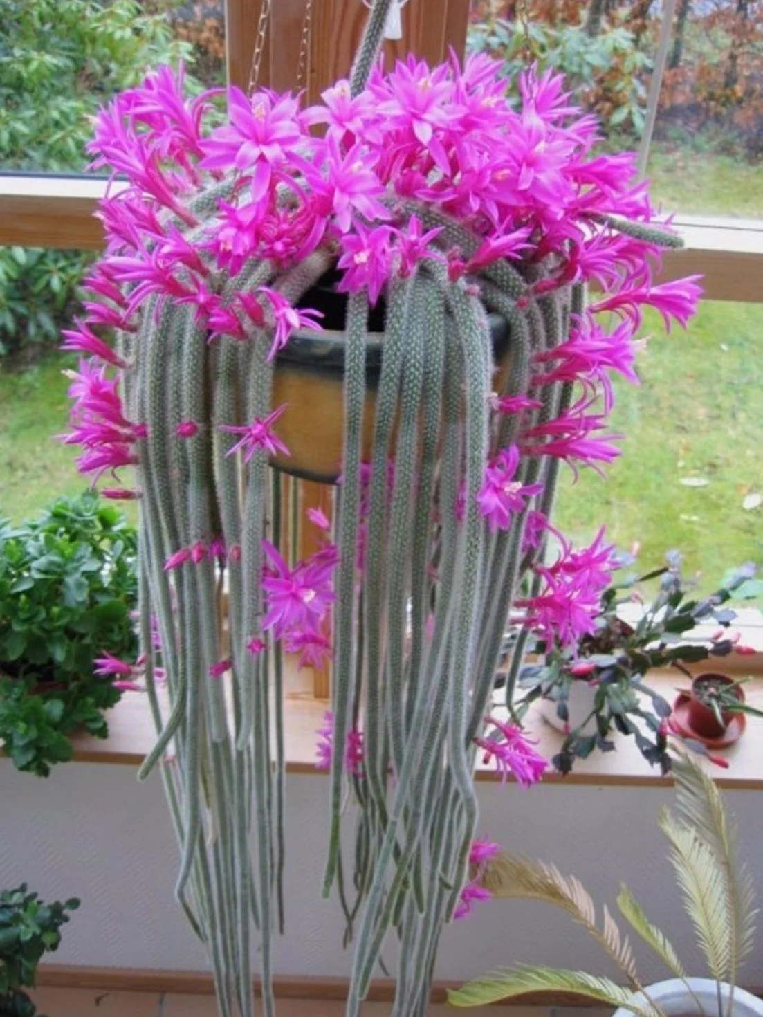 Aporocactus Flagelliformis Kaktus coda di ratto Fiori rosa 5 pół