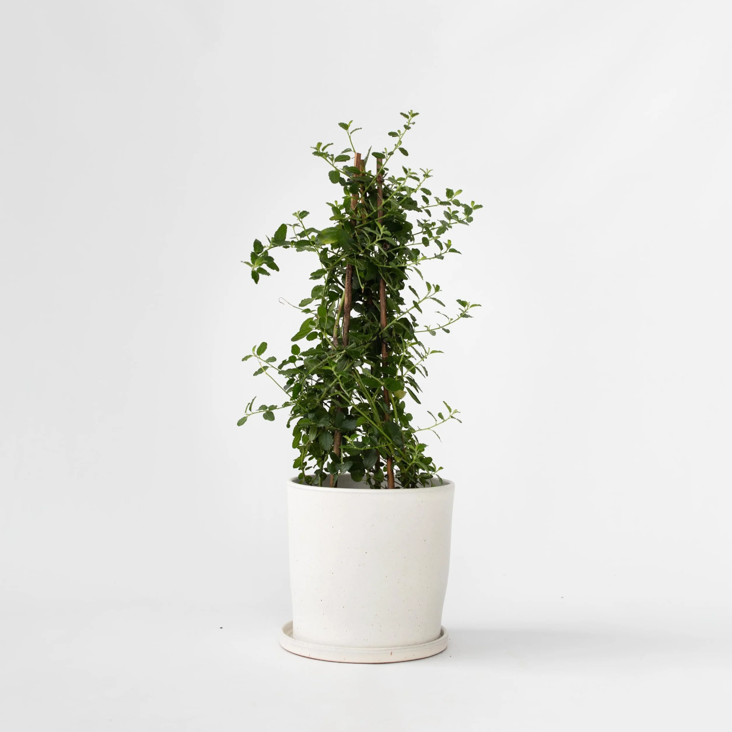 Ceanothus Prusznik Krzew ogrodowy Doniczka 17cm Wysokość 60-70cm