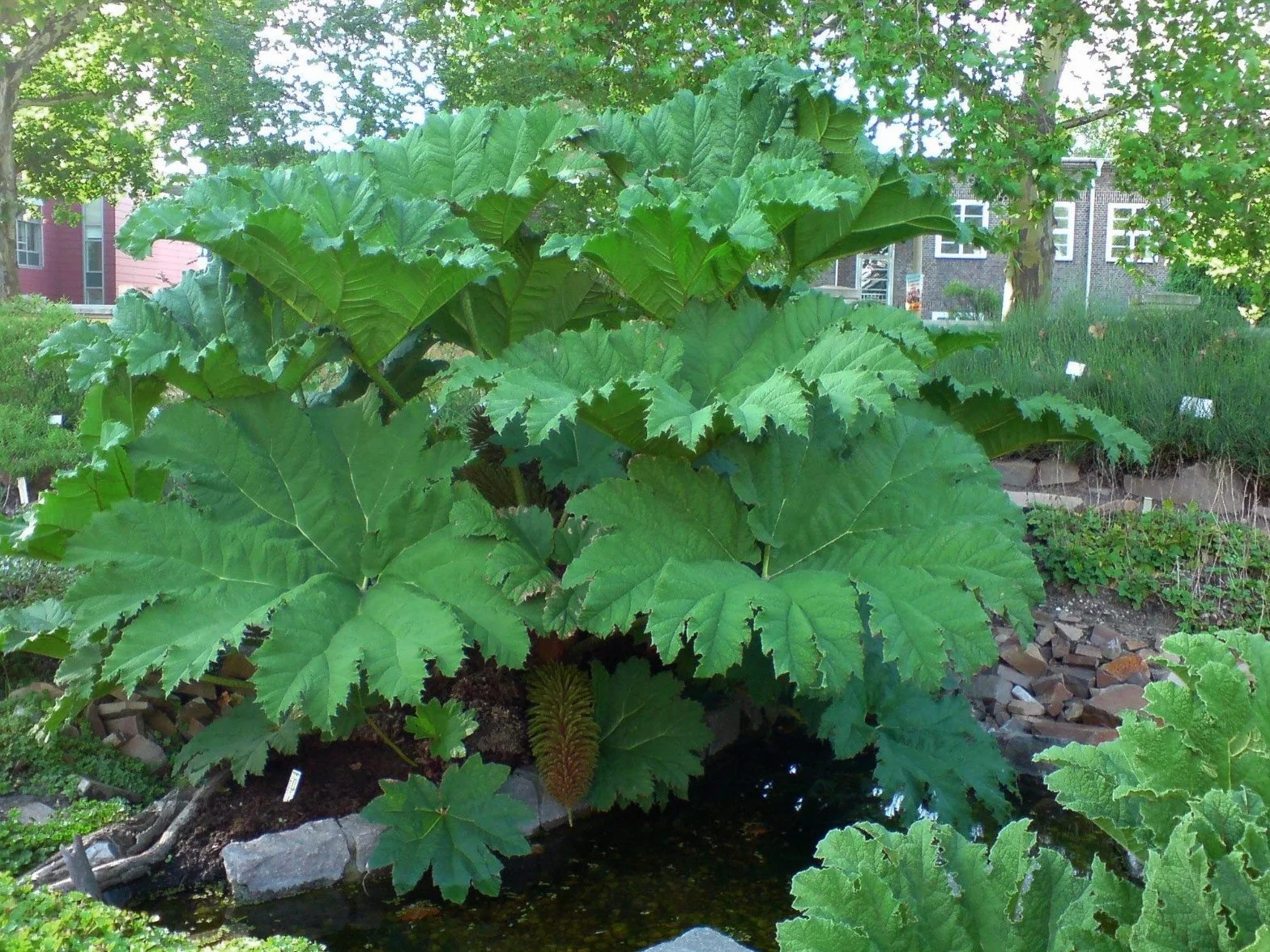 Gunnera manicata Semi Foglie Giganti