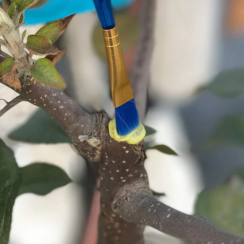 Pasta do szczepienia bonsai 100 g środek leczniczy uszczelniacz do ran roślinnych