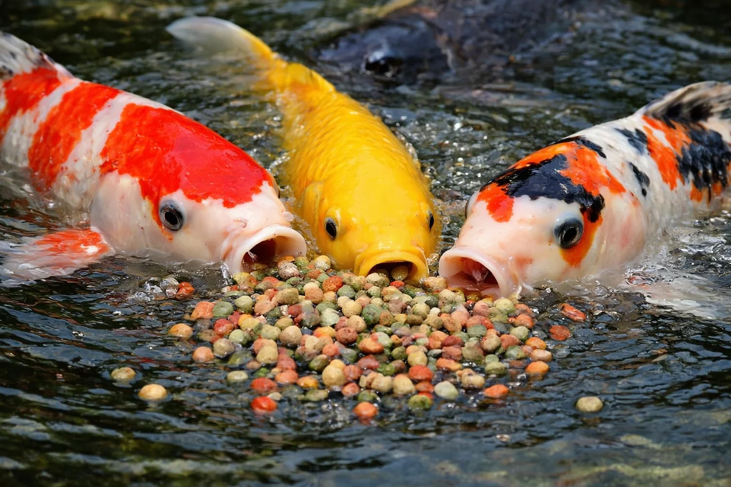 Koi Herdecke mieszanka pokarmu dla ryb 15 kg pływające granulki 3 mm