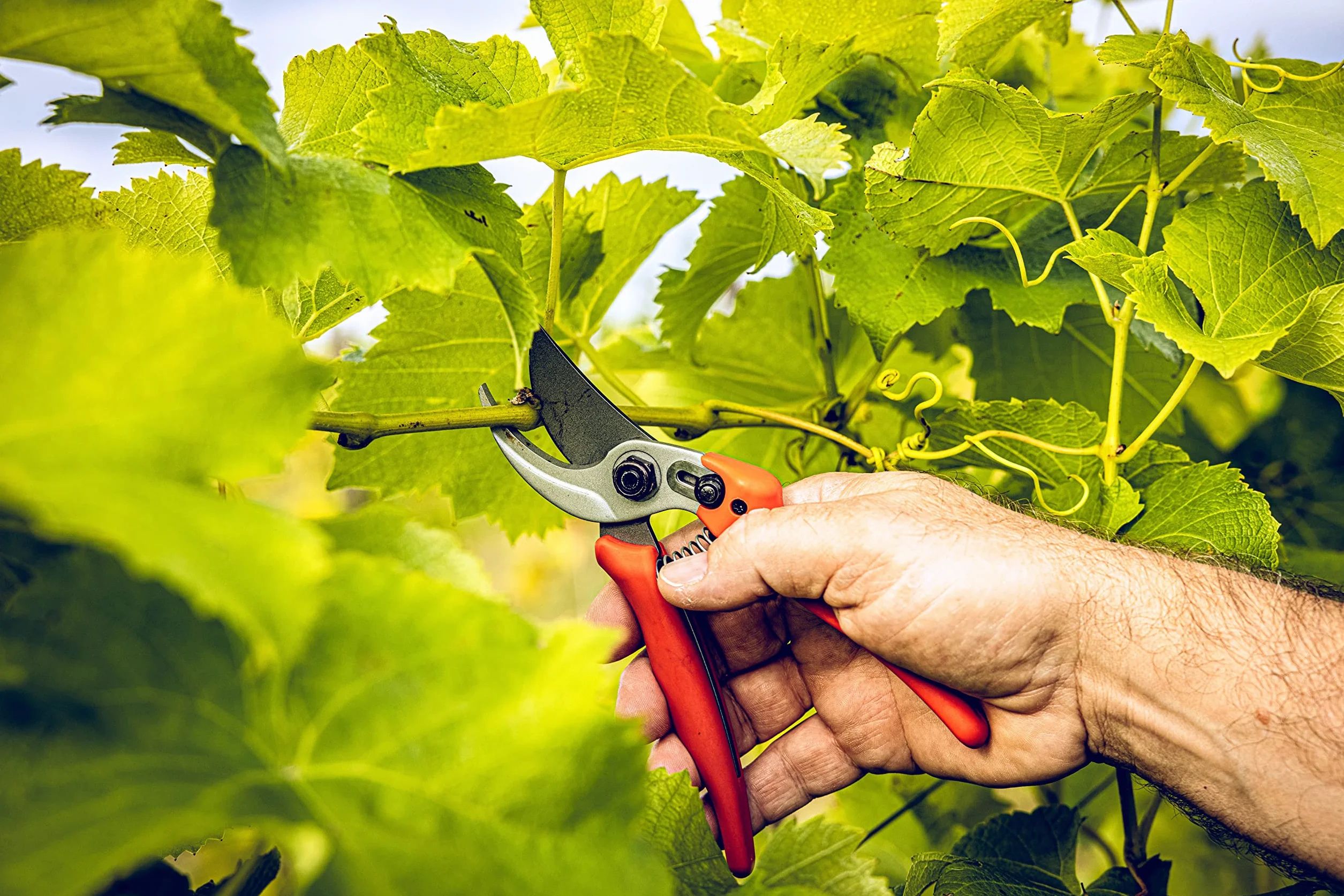 Original LÖWE 14 Bypass Rosenschere 14.104 mit scharfen Stahl-Klingen aus Carbon - robuste Gartenschere mit Antihaftbeschichtung für Rechtshänder zum Schneiden von Rosen Zweige Äste Schnittblumen