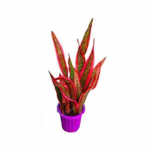 Sansevieria nasiona 100 sztuk do ogrodnictwa