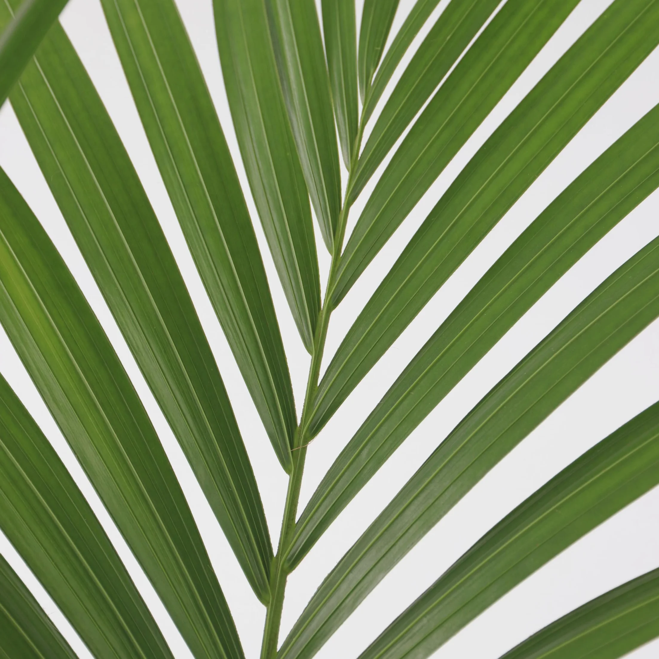 Howea Forsteriana Kentia Palma 18cm 90-100cm Roślina Domowa