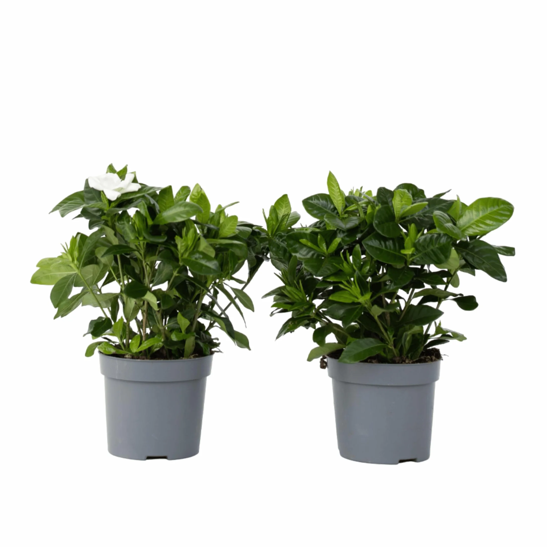 Gardenia Jaśminowata Zestaw 2 sztuk Roślina domowa Doniczka 13cm Wysokość 20-30cm