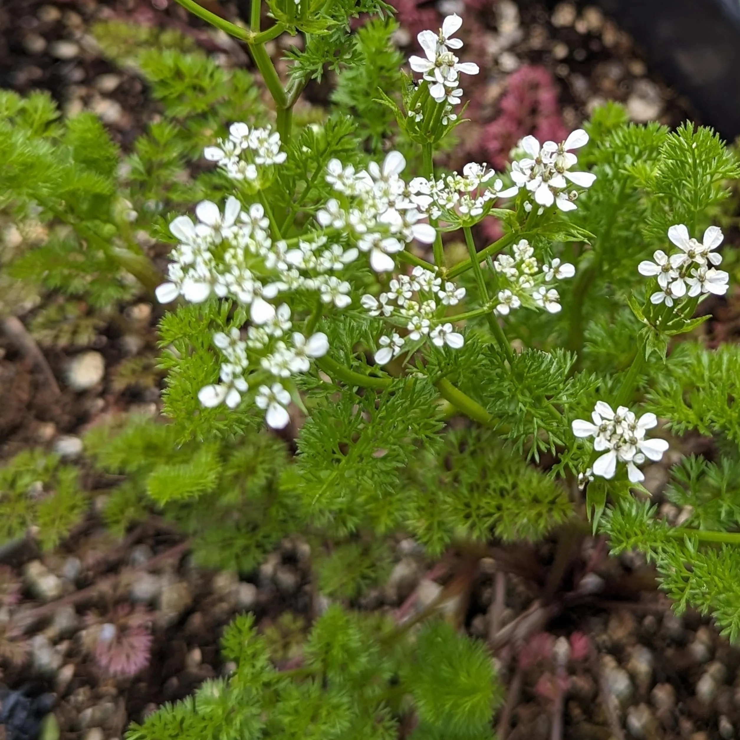 Grzebienka Wenus (Scandix pecten-veneris) Nasiona - dziko rosnąca roślina jednoroczna